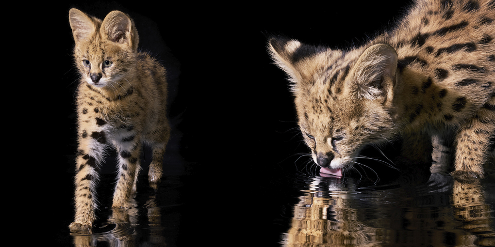 Weitere Ansicht: Katzen | Tim Flach