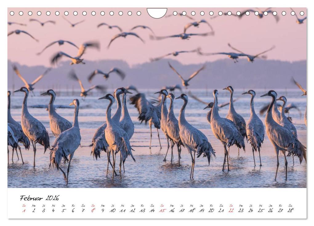 Weitere Ansicht: Kraniche am Schlafplatz - im Naturparadies der Mecklenburgischen Seenplatte (Wandkalender 2026 DIN A4 quer), CALVENDO Monatskalender | André Pretzel - FotoPretzel, Calvendo
