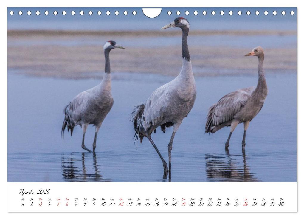 Weitere Ansicht: Kraniche am Schlafplatz - im Naturparadies der Mecklenburgischen Seenplatte (Wandkalender 2026 DIN A4 quer), CALVENDO Monatskalender | André Pretzel - FotoPretzel, Calvendo