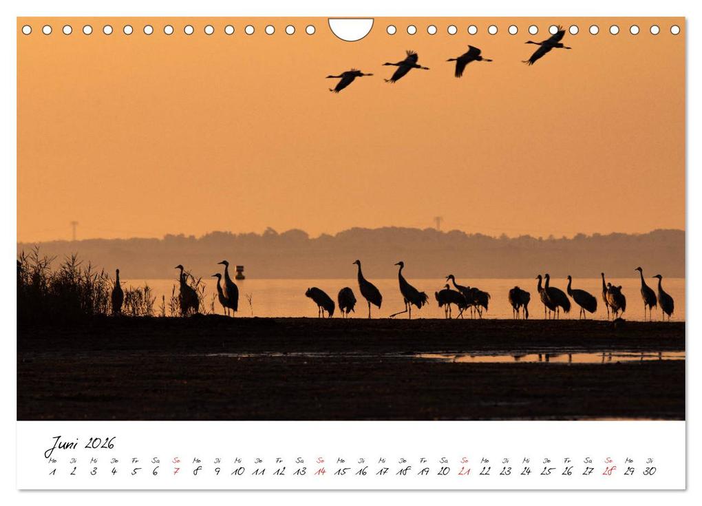 Weitere Ansicht: Kraniche am Schlafplatz - im Naturparadies der Mecklenburgischen Seenplatte (Wandkalender 2026 DIN A4 quer), CALVENDO Monatskalender | André Pretzel - FotoPretzel, Calvendo