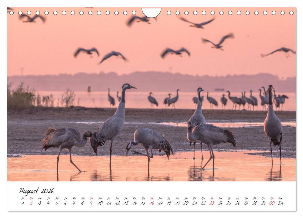 Weitere Ansicht: Kraniche am Schlafplatz - im Naturparadies der Mecklenburgischen Seenplatte (Wandkalender 2026 DIN A4 quer), CALVENDO Monatskalender | André Pretzel - FotoPretzel, Calvendo