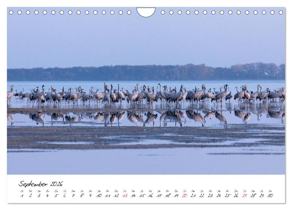 Weitere Ansicht: Kraniche am Schlafplatz - im Naturparadies der Mecklenburgischen Seenplatte (Wandkalender 2026 DIN A4 quer), CALVENDO Monatskalender | André Pretzel - FotoPretzel, Calvendo