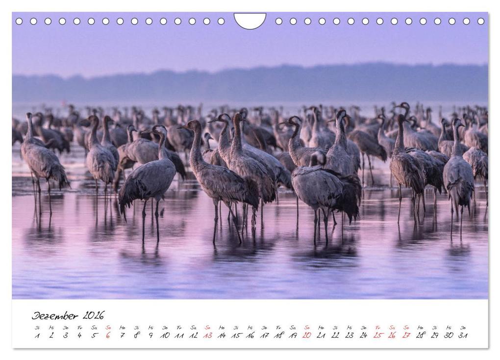 Weitere Ansicht: Kraniche am Schlafplatz - im Naturparadies der Mecklenburgischen Seenplatte (Wandkalender 2026 DIN A4 quer), CALVENDO Monatskalender | André Pretzel - FotoPretzel, Calvendo
