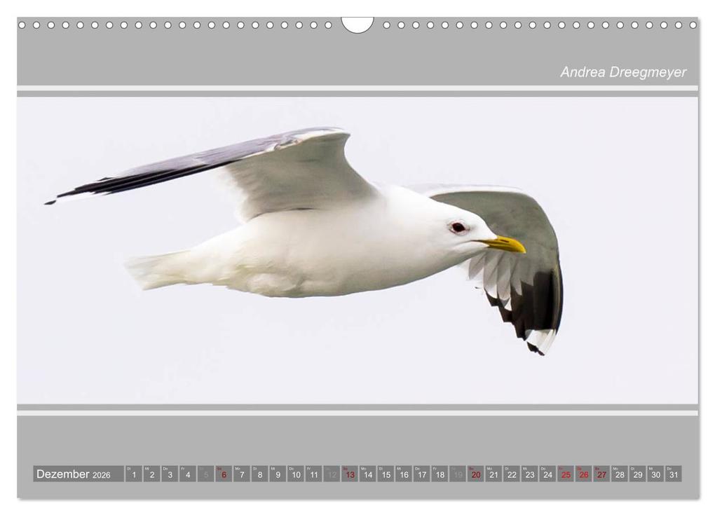 Weitere Ansicht: Norderney-Panorama (Wandkalender 2026 DIN A3 quer), CALVENDO Monatskalender | Andrea Dreegmeyer, Calvendo