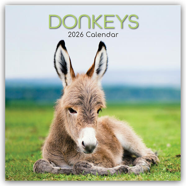 Produktbild: Donkeys - Esel 2026 - 16-Monatskalender | Gifted Stationery Co. Ltd