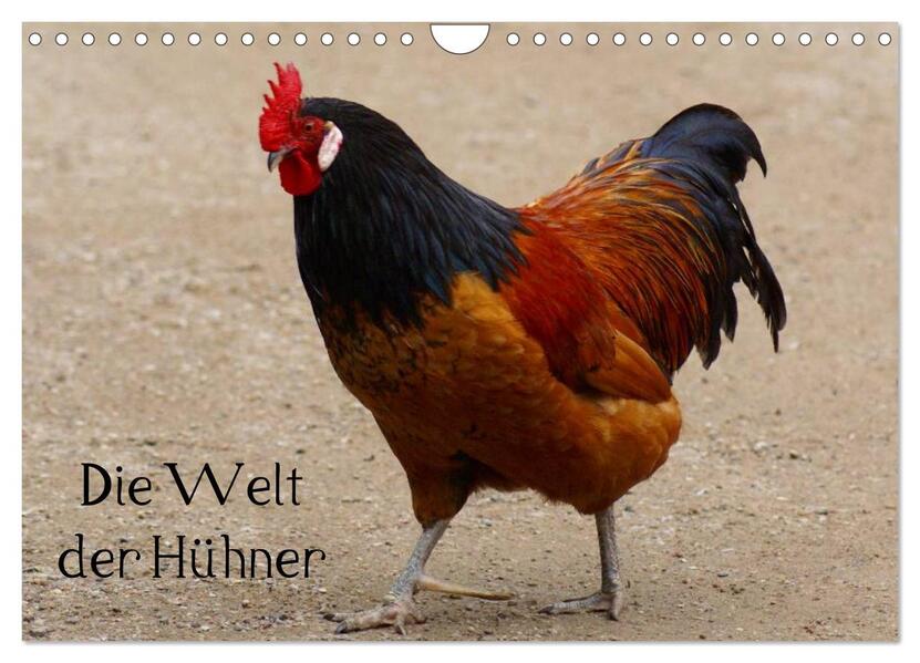 Produktbild: Die Welt der Hühner (Wandkalender 2026 DIN A4 quer), CALVENDO Monatskalender | kattobello kattobello, Calvendo, Kattobello