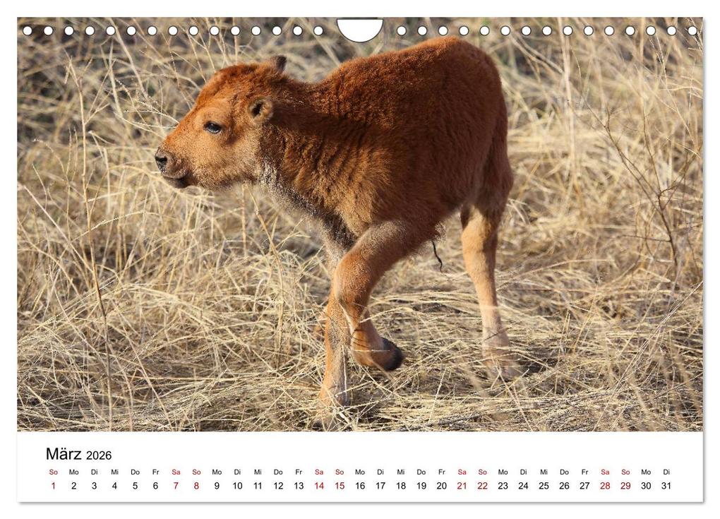 Weitere Ansicht: Alaska und West-Kanada (Wandkalender 2026 DIN A4 quer), CALVENDO Monatskalender | Carsten Braue, Calvendo