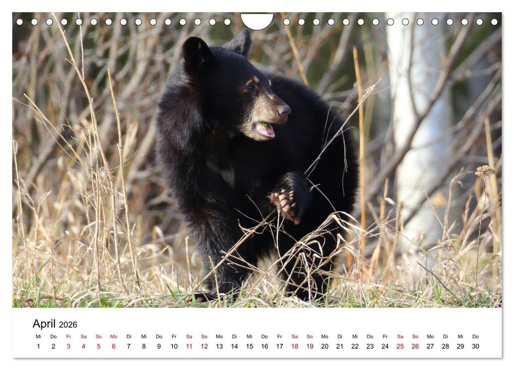 Weitere Ansicht: Alaska und West-Kanada (Wandkalender 2026 DIN A4 quer), CALVENDO Monatskalender | Carsten Braue, Calvendo