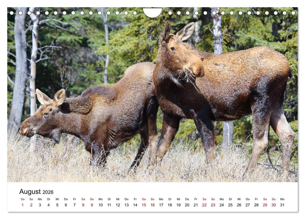 Weitere Ansicht: Alaska und West-Kanada (Wandkalender 2026 DIN A4 quer), CALVENDO Monatskalender | Carsten Braue, Calvendo