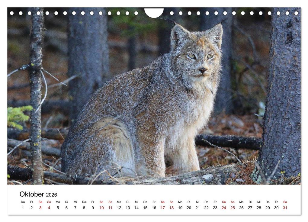 Weitere Ansicht: Alaska und West-Kanada (Wandkalender 2026 DIN A4 quer), CALVENDO Monatskalender | Carsten Braue, Calvendo