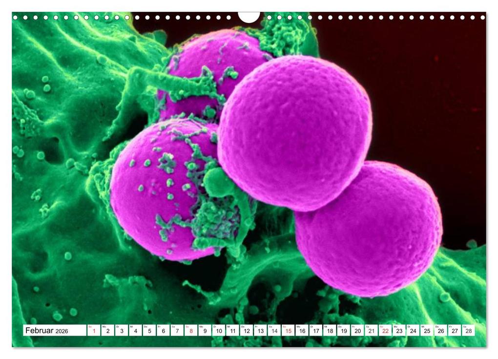Weitere Ansicht: Mikrobiologie. Mikroorganismen, Genetik und Zellen (Wandkalender 2026 DIN A3 quer), CALVENDO Monatskalender | Calvendo, Elisabeth Stanzer