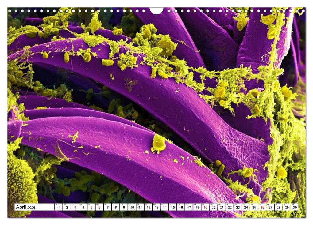 Weitere Ansicht: Mikrobiologie. Mikroorganismen, Genetik und Zellen (Wandkalender 2026 DIN A3 quer), CALVENDO Monatskalender | Calvendo, Elisabeth Stanzer