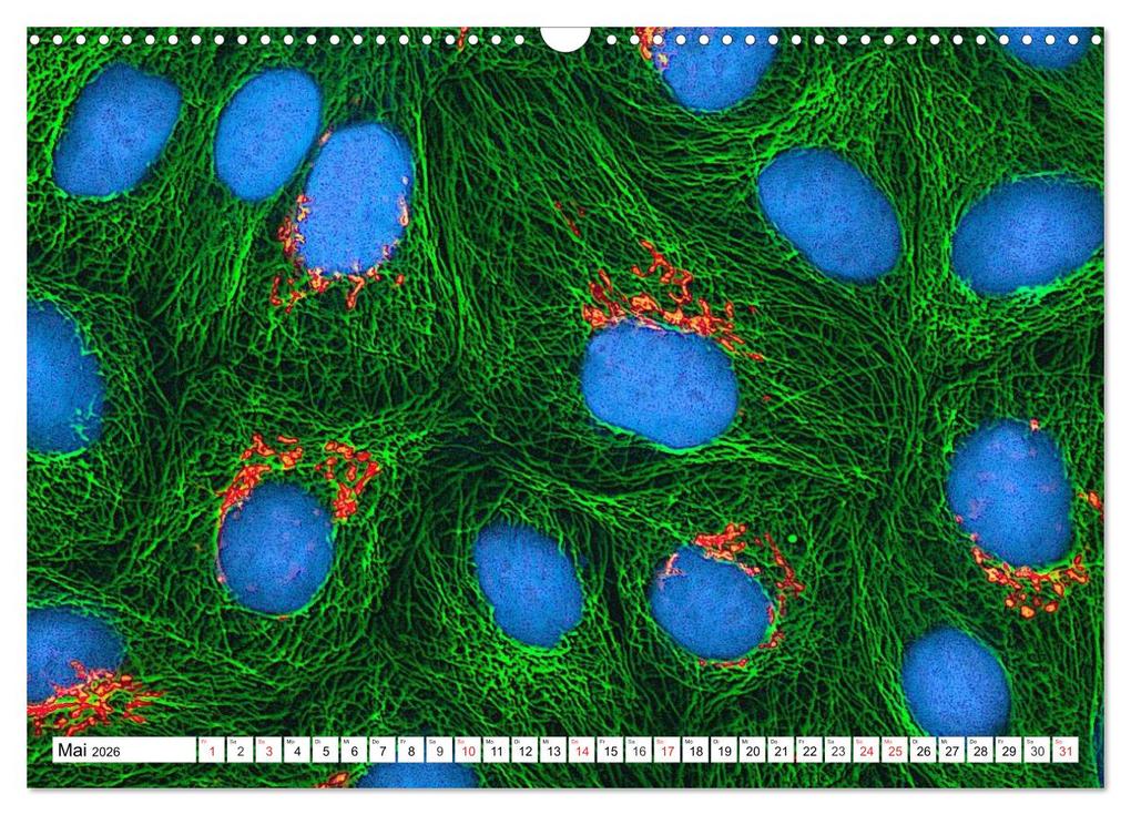 Weitere Ansicht: Mikrobiologie. Mikroorganismen, Genetik und Zellen (Wandkalender 2026 DIN A3 quer), CALVENDO Monatskalender | Calvendo, Elisabeth Stanzer