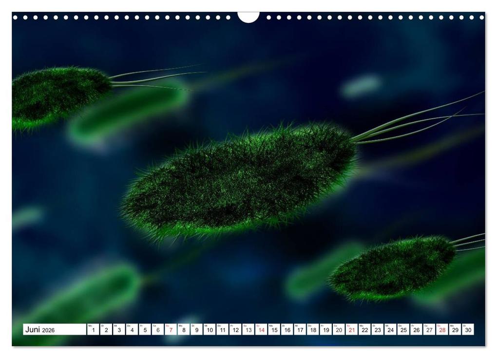 Weitere Ansicht: Mikrobiologie. Mikroorganismen, Genetik und Zellen (Wandkalender 2026 DIN A3 quer), CALVENDO Monatskalender | Calvendo, Elisabeth Stanzer