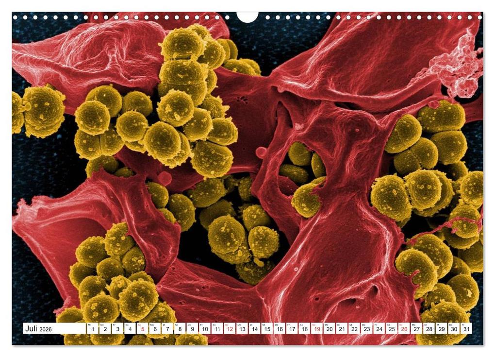 Weitere Ansicht: Mikrobiologie. Mikroorganismen, Genetik und Zellen (Wandkalender 2026 DIN A3 quer), CALVENDO Monatskalender | Calvendo, Elisabeth Stanzer