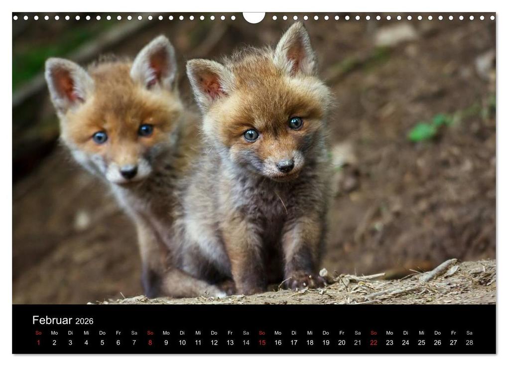 Weitere Ansicht: Füchse in freier Natur (Wandkalender 2026 DIN A3 quer), CALVENDO Monatskalender | Ulrich Hopp, , Calvendo