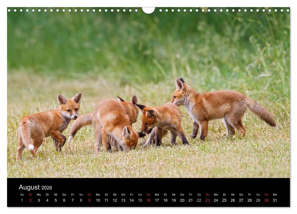 Weitere Ansicht: Füchse in freier Natur (Wandkalender 2026 DIN A3 quer), CALVENDO Monatskalender | Ulrich Hopp, , Calvendo