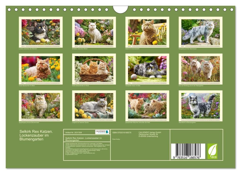 Weitere Ansicht: Selkirk Rex Katzen. Lockenzauber im Blumengarten (Wandkalender 2026 DIN A4 quer), CALVENDO Monatskalender | Rose Hurley, Calvendo