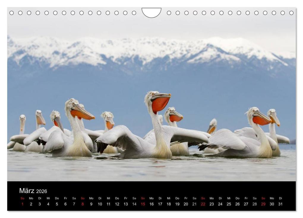 Weitere Ansicht: Vögel & Landschaften (Wandkalender 2026 DIN A4 quer), CALVENDO Monatskalender | birdimagency.com birdimagency.com, Calvendo, Birdimagency.com