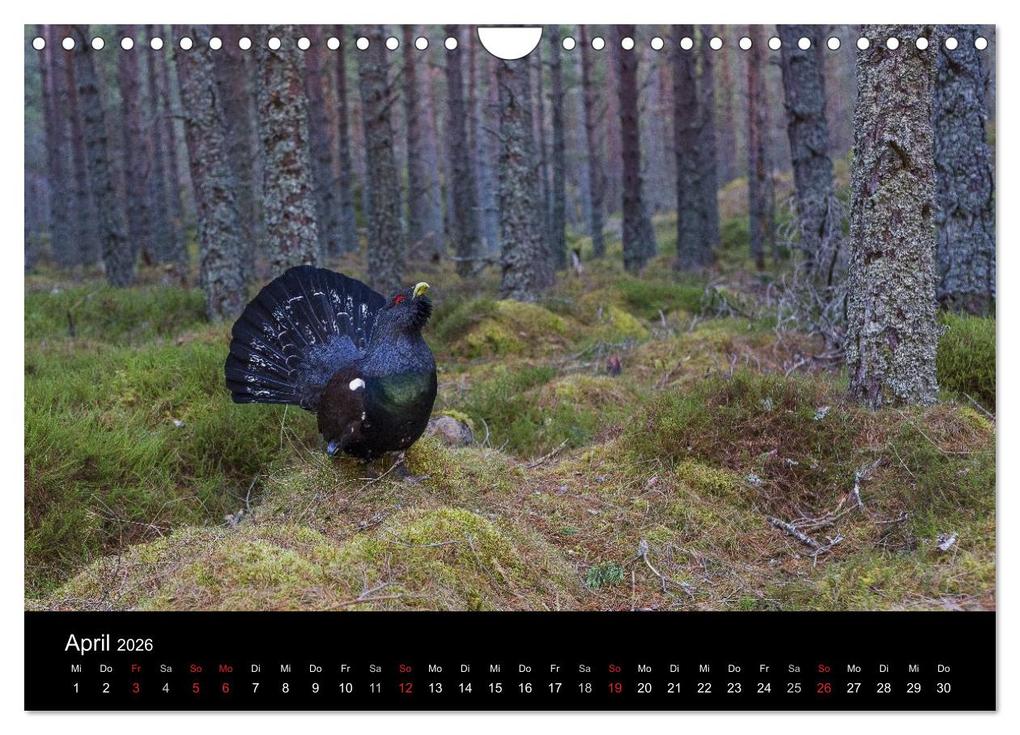 Weitere Ansicht: Vögel & Landschaften (Wandkalender 2026 DIN A4 quer), CALVENDO Monatskalender | birdimagency.com birdimagency.com, Calvendo, Birdimagency.com