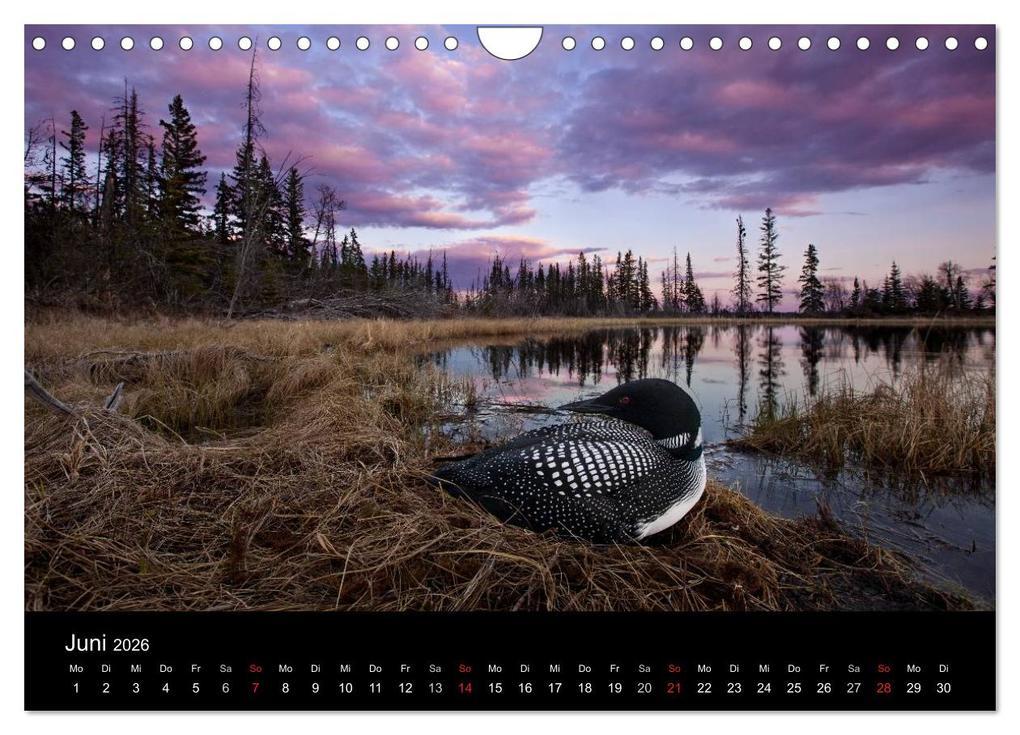 Weitere Ansicht: Vögel & Landschaften (Wandkalender 2026 DIN A4 quer), CALVENDO Monatskalender | birdimagency.com birdimagency.com, Calvendo, Birdimagency.com
