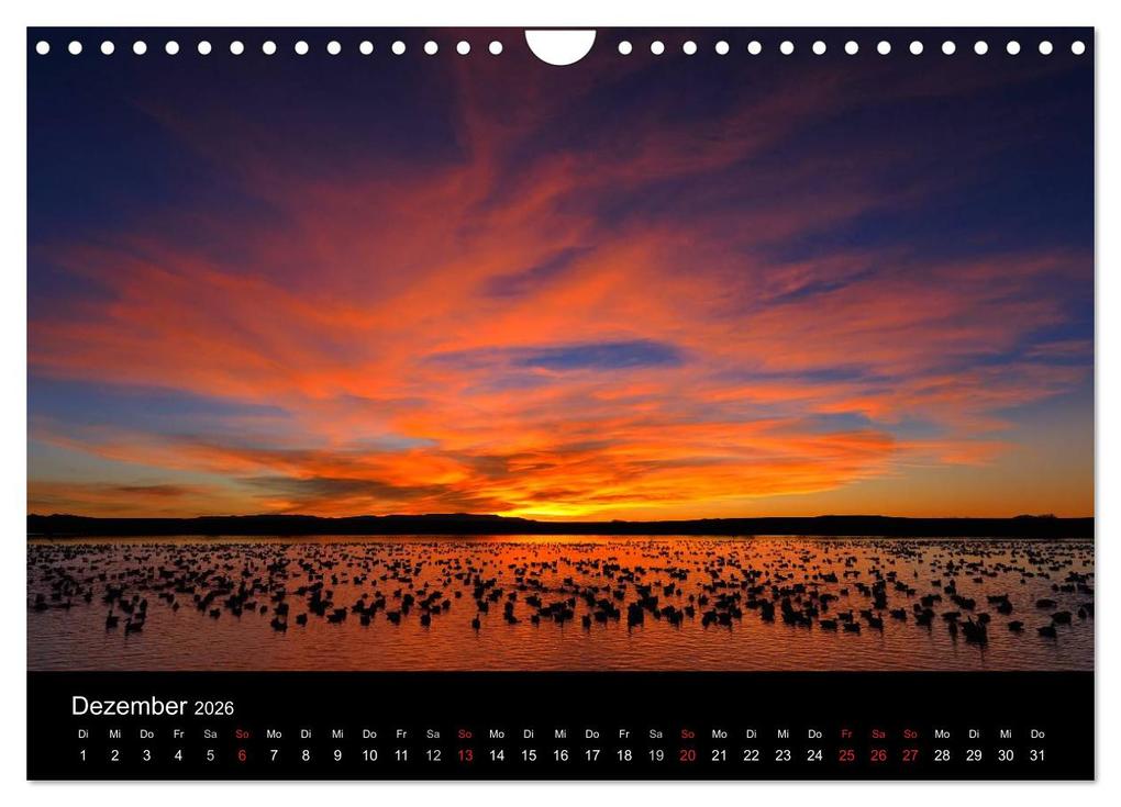 Weitere Ansicht: Vögel & Landschaften (Wandkalender 2026 DIN A4 quer), CALVENDO Monatskalender | birdimagency.com birdimagency.com, Calvendo, Birdimagency.com