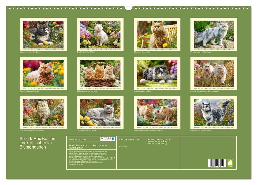 Weitere Ansicht: Selkirk Rex Katzen. Lockenzauber im Blumengarten (Wandkalender 2026 DIN A2 quer), CALVENDO Monatskalender | Rose Hurley, Calvendo