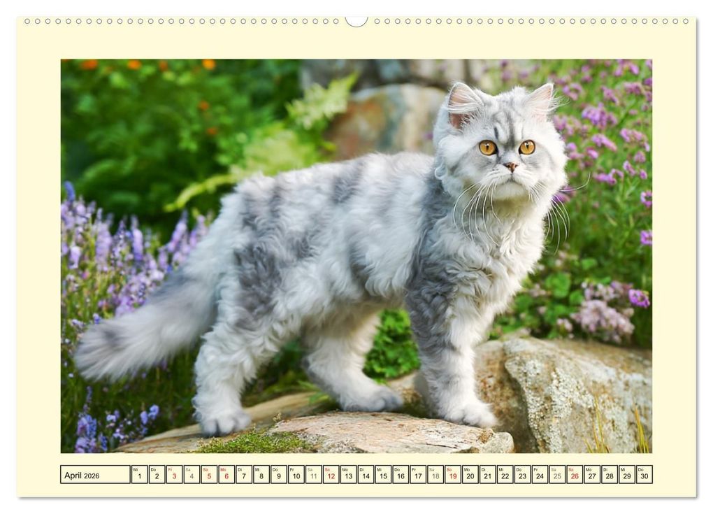 Weitere Ansicht: Selkirk Rex Katzen. Lockenzauber im Blumengarten (Wandkalender 2026 DIN A2 quer), CALVENDO Monatskalender | Rose Hurley, Calvendo