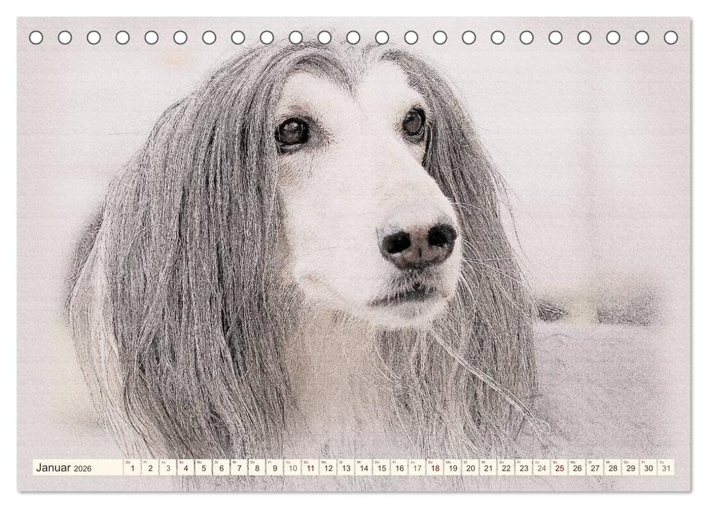 Weitere Ansicht: Windhunde 2026 (Tischkalender 2026 DIN A5 quer), CALVENDO Monatskalender | Andrea Redecker, Calvendo