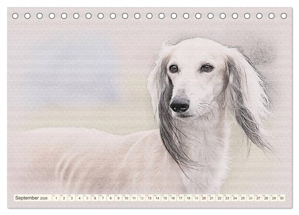 Weitere Ansicht: Windhunde 2026 (Tischkalender 2026 DIN A5 quer), CALVENDO Monatskalender | Andrea Redecker, Calvendo