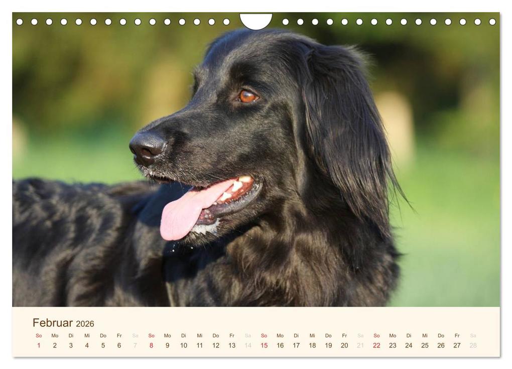 Weitere Ansicht: Hovawarte - einmal anders (Wandkalender 2026 DIN A4 quer), CALVENDO Monatskalender | Calvendo, Barbara Mielewczyk