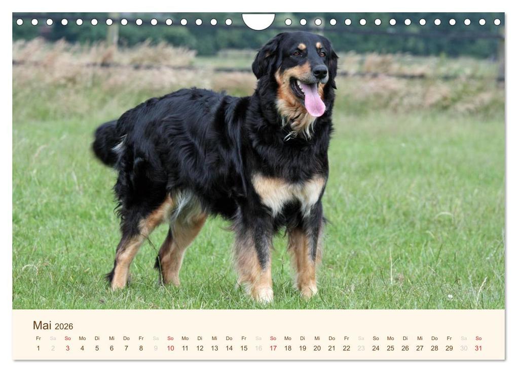 Weitere Ansicht: Hovawarte - einmal anders (Wandkalender 2026 DIN A4 quer), CALVENDO Monatskalender | Calvendo, Barbara Mielewczyk