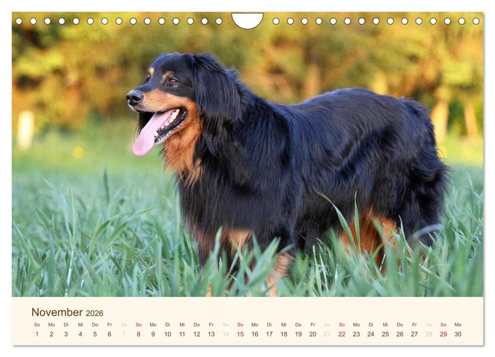 Weitere Ansicht: Hovawarte - einmal anders (Wandkalender 2026 DIN A4 quer), CALVENDO Monatskalender | Calvendo, Barbara Mielewczyk