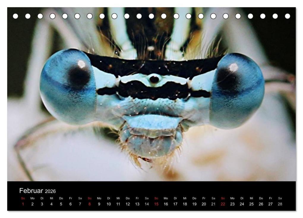 Weitere Ansicht: Makro-Kalender 2026 (Tischkalender 2026 DIN A5 quer), CALVENDO Monatskalender | Calvendo, Bernd Witkowski