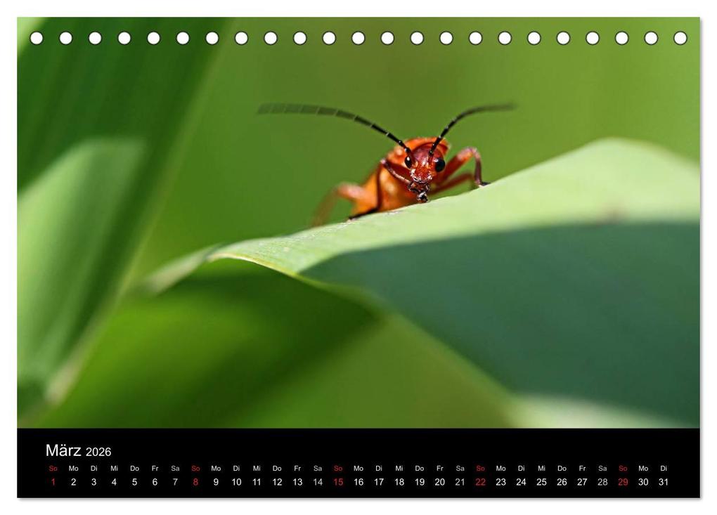 Weitere Ansicht: Makro-Kalender 2026 (Tischkalender 2026 DIN A5 quer), CALVENDO Monatskalender | Calvendo, Bernd Witkowski