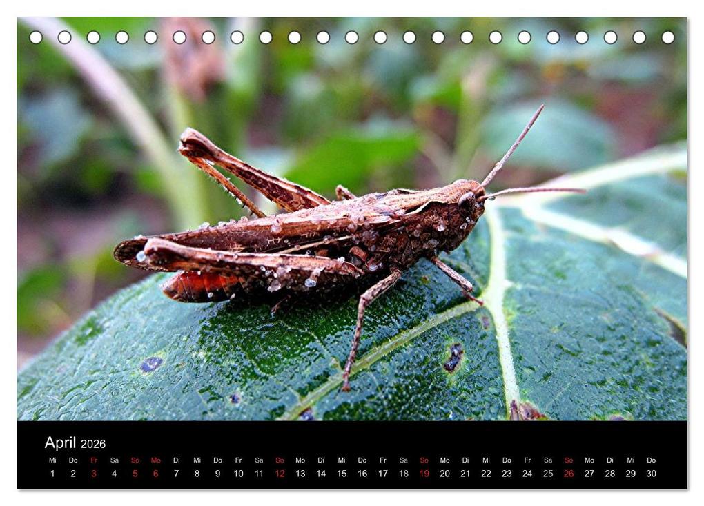Weitere Ansicht: Makro-Kalender 2026 (Tischkalender 2026 DIN A5 quer), CALVENDO Monatskalender | Calvendo, Bernd Witkowski
