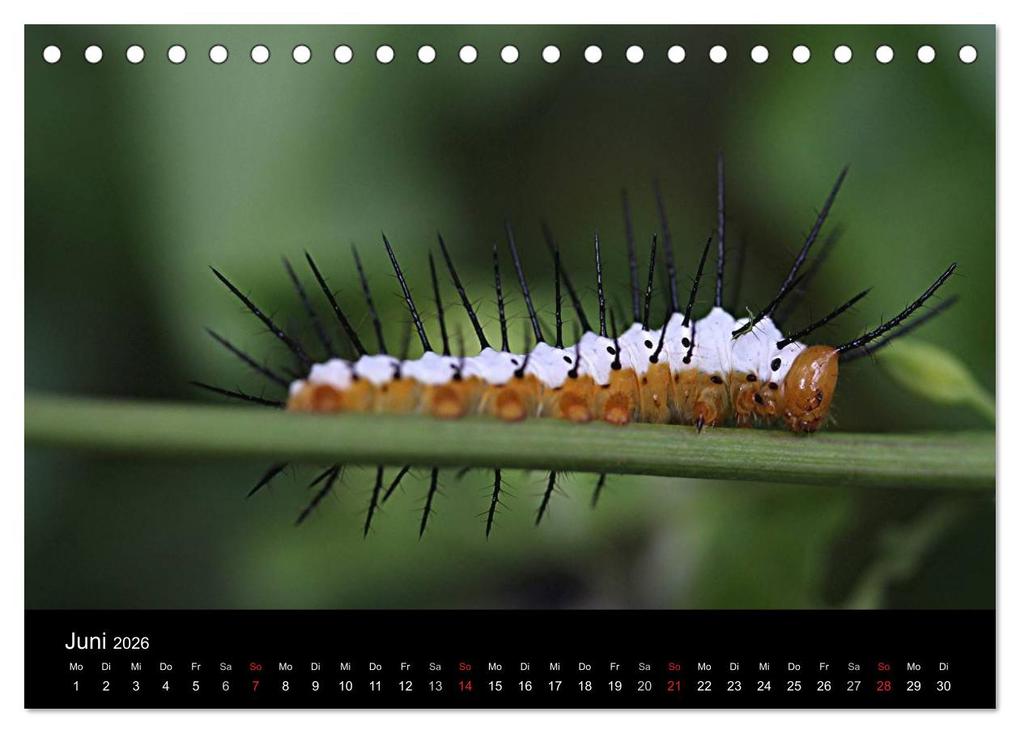 Weitere Ansicht: Makro-Kalender 2026 (Tischkalender 2026 DIN A5 quer), CALVENDO Monatskalender | Calvendo, Bernd Witkowski