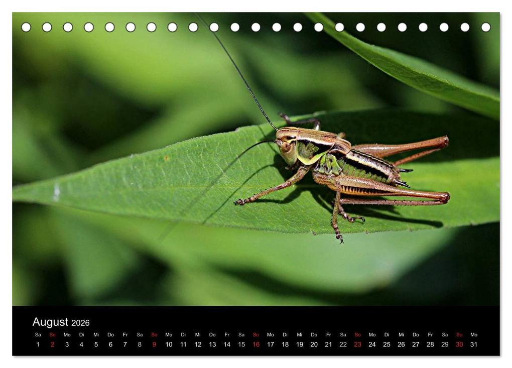 Weitere Ansicht: Makro-Kalender 2026 (Tischkalender 2026 DIN A5 quer), CALVENDO Monatskalender | Calvendo, Bernd Witkowski