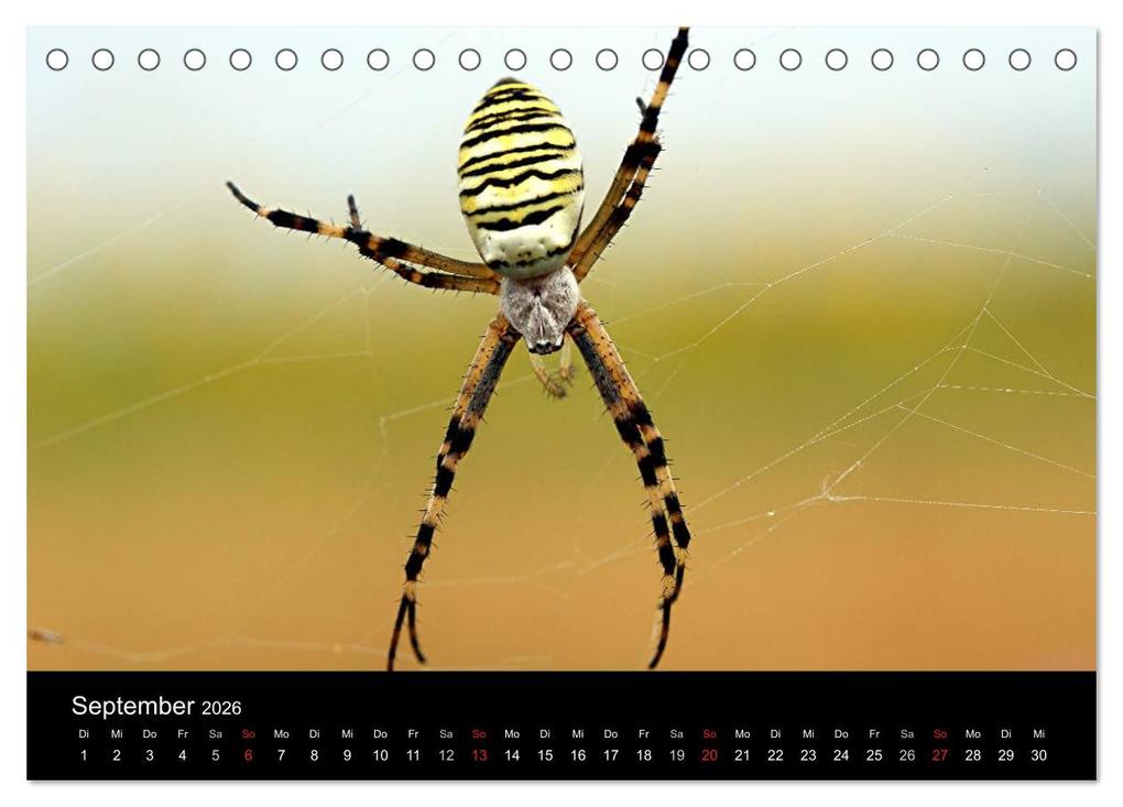 Weitere Ansicht: Makro-Kalender 2026 (Tischkalender 2026 DIN A5 quer), CALVENDO Monatskalender | Calvendo, Bernd Witkowski