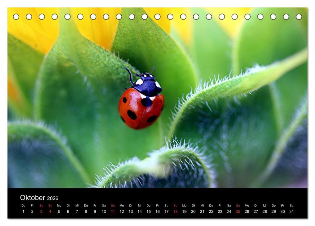 Weitere Ansicht: Makro-Kalender 2026 (Tischkalender 2026 DIN A5 quer), CALVENDO Monatskalender | Calvendo, Bernd Witkowski