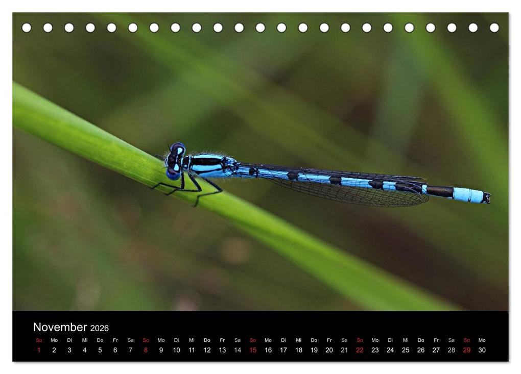 Weitere Ansicht: Makro-Kalender 2026 (Tischkalender 2026 DIN A5 quer), CALVENDO Monatskalender | Calvendo, Bernd Witkowski