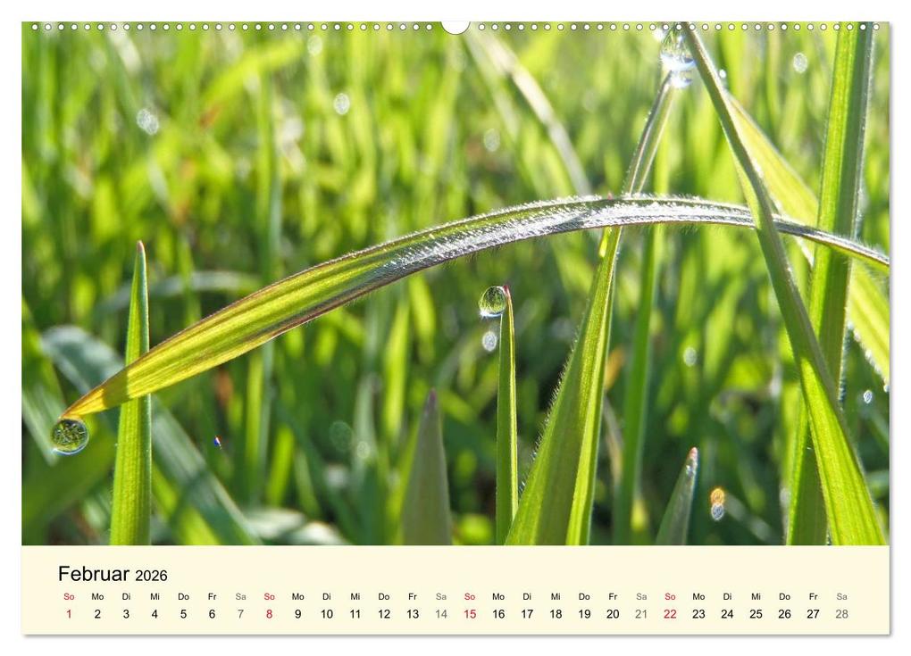 Weitere Ansicht: Kraftquelle Grün (hochwertiger Premium Wandkalender 2026 DIN A2 quer), Kunstdruck in Hochglanz | Ilona Andersen, Calvendo