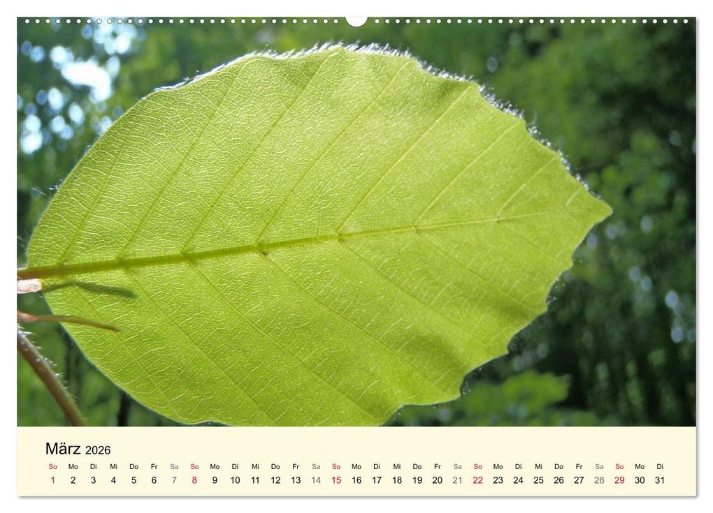 Weitere Ansicht: Kraftquelle Grün (hochwertiger Premium Wandkalender 2026 DIN A2 quer), Kunstdruck in Hochglanz | Ilona Andersen, Calvendo