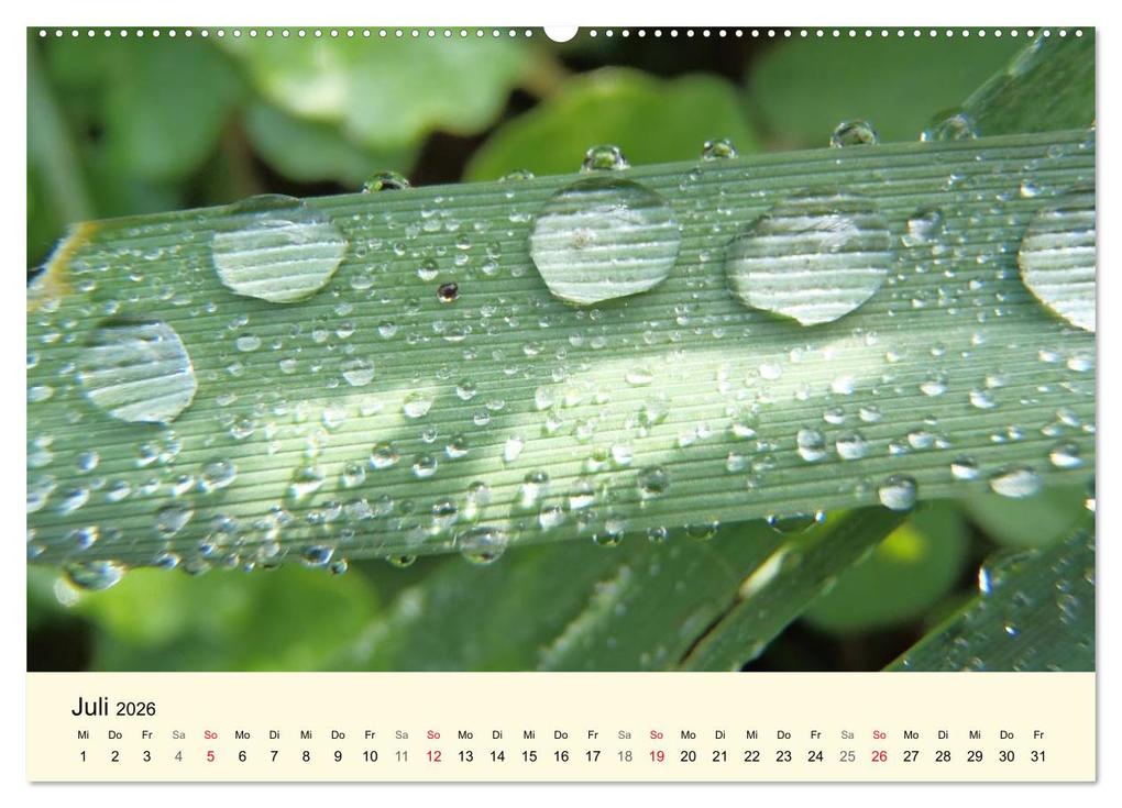 Weitere Ansicht: Kraftquelle Grün (hochwertiger Premium Wandkalender 2026 DIN A2 quer), Kunstdruck in Hochglanz | Ilona Andersen, Calvendo