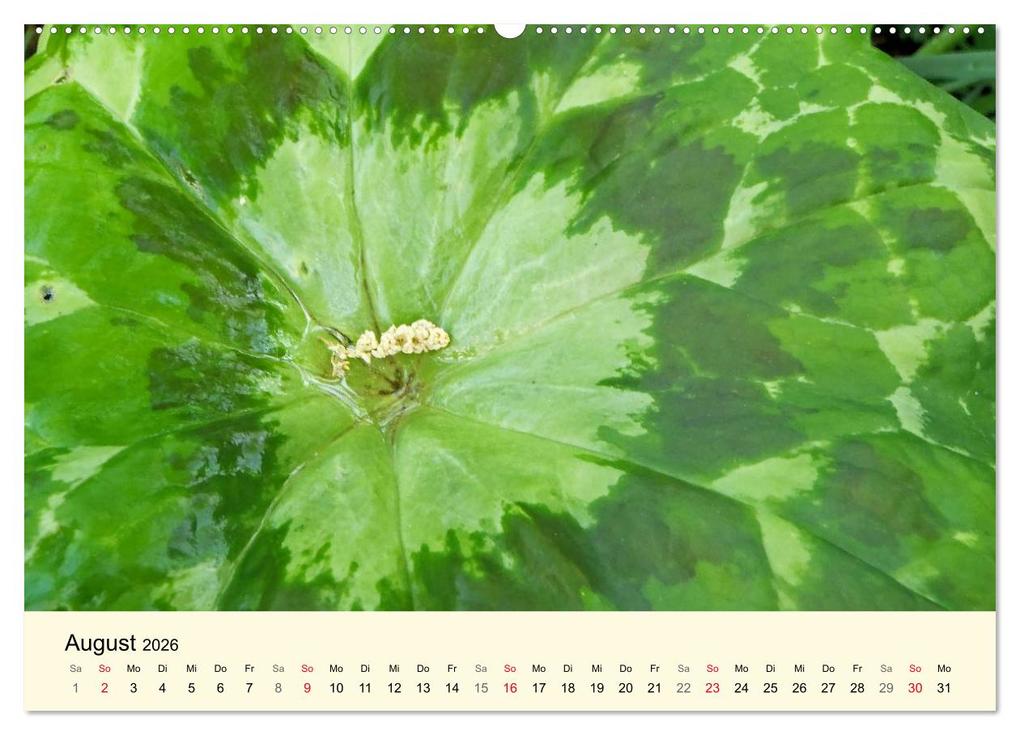 Weitere Ansicht: Kraftquelle Grün (hochwertiger Premium Wandkalender 2026 DIN A2 quer), Kunstdruck in Hochglanz | Ilona Andersen, Calvendo