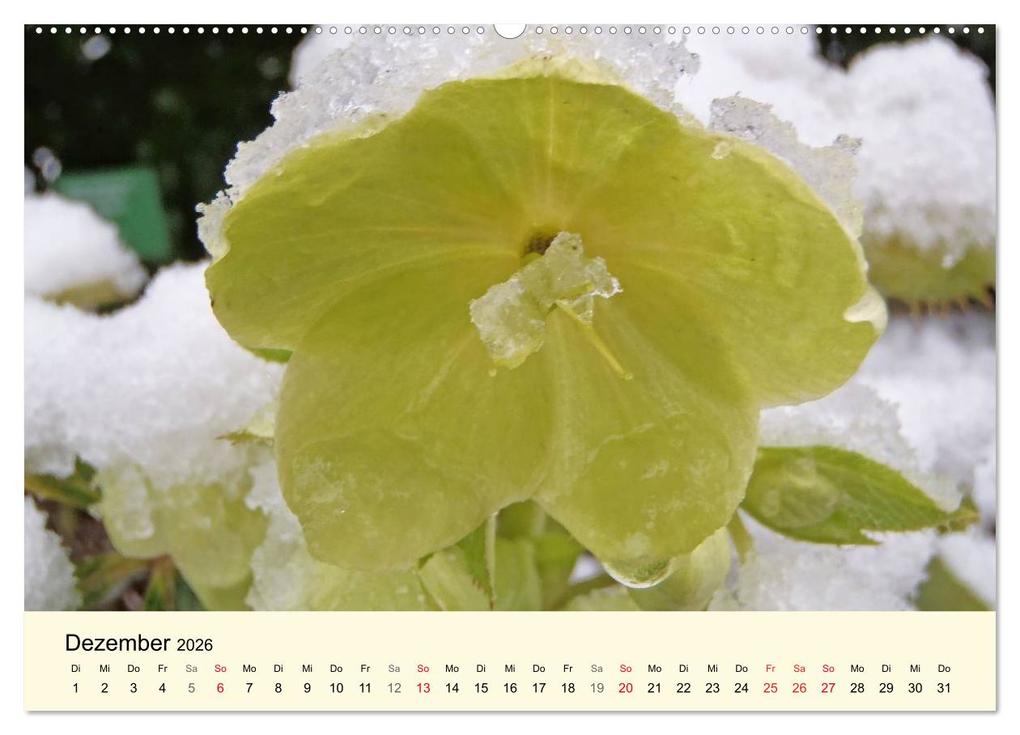 Weitere Ansicht: Kraftquelle Grün (hochwertiger Premium Wandkalender 2026 DIN A2 quer), Kunstdruck in Hochglanz | Ilona Andersen, Calvendo