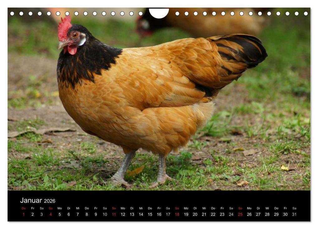 Weitere Ansicht: Die Welt der Hühner (Wandkalender 2026 DIN A4 quer), CALVENDO Monatskalender | kattobello kattobello, Calvendo, Kattobello