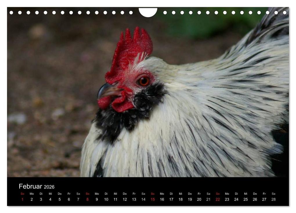 Weitere Ansicht: Die Welt der Hühner (Wandkalender 2026 DIN A4 quer), CALVENDO Monatskalender | kattobello kattobello, Calvendo, Kattobello