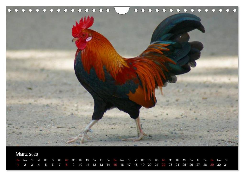 Weitere Ansicht: Die Welt der Hühner (Wandkalender 2026 DIN A4 quer), CALVENDO Monatskalender | kattobello kattobello, Calvendo, Kattobello