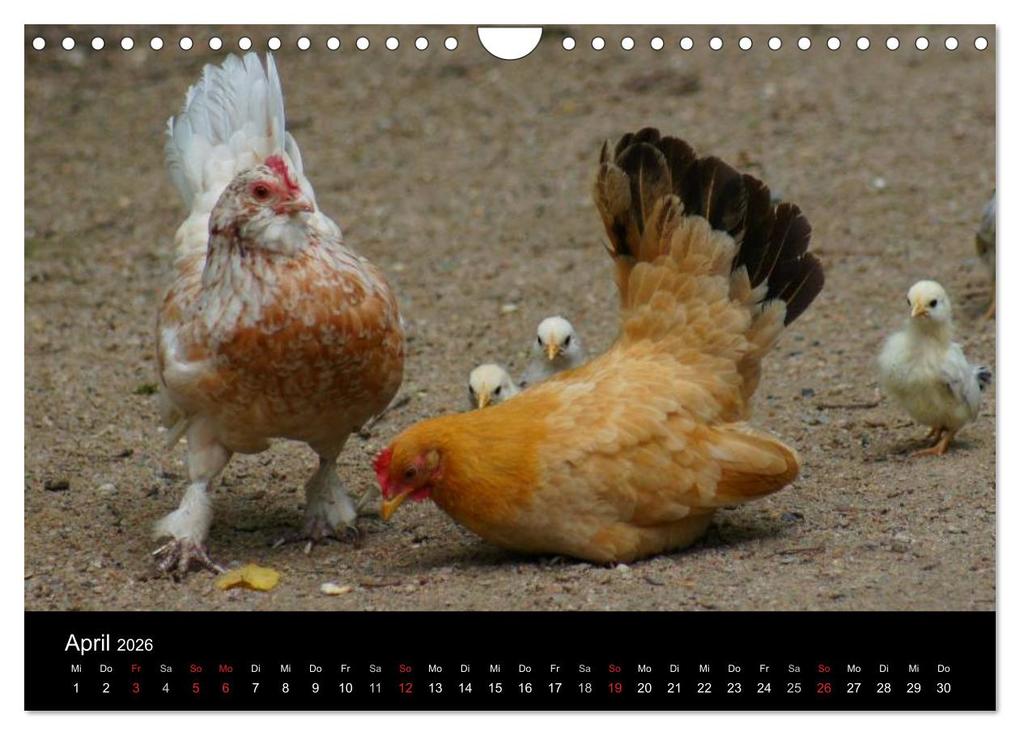 Weitere Ansicht: Die Welt der Hühner (Wandkalender 2026 DIN A4 quer), CALVENDO Monatskalender | kattobello kattobello, Calvendo, Kattobello